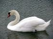 Mute Swan