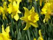 Narcissus Flower