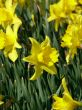Narcissus Flower