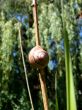 Snail Background