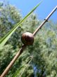 Snail Background