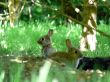 Wild Rabbits