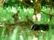 Wild Rabbits