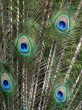 Peacock Feathers
