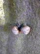 Snail Mating