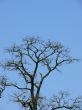 Tree Crown