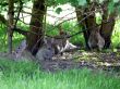 Wild Rabbit Family