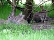 Wild Rabbit Family