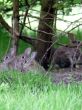 Wild Rabbit Family