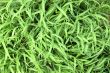 Grass texture
