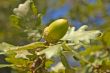 Oak with acorn
