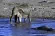 Elephant drinking at water hole