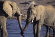 Young elephants sparring
