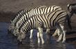 Three zebras