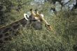 Giraffe head with acacia thorn tree