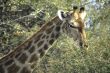 Giraffe head with acacia thorn tree