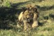 Male lion resting, head