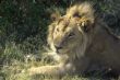 Male lion resting, head
