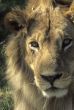 Male lion resting, head