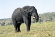 Elephant eating grass