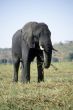 Elephant eating grass