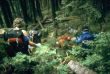 Bushwhacking - Climbers, descending