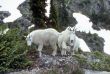 Curious Mountain goats