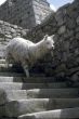 Alpaca descending Inca stairway