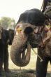 Painted elephant