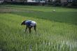 Man tending rice paddy