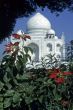 Taj Mahal, framed by pointsettias