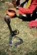Cobra performing for  snake charmer