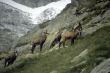 Chamois