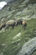 Chamois