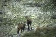 Chamois