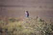 Lilac breasted roller