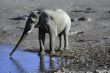 Elephant drinking at water hole