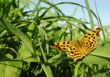 butterfly on the grass