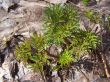 Plants.