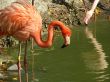 fauna