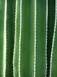 Plants.