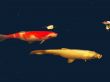 fauna