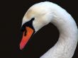 fauna