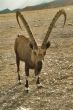 The free inhabitant of desert.
