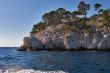 Coastal pines