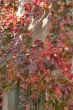Red leaves