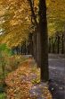 Autumn color