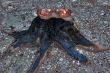 Solar glasses on a burnt stub