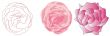 Illustration of roses