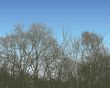Tree Silhouette